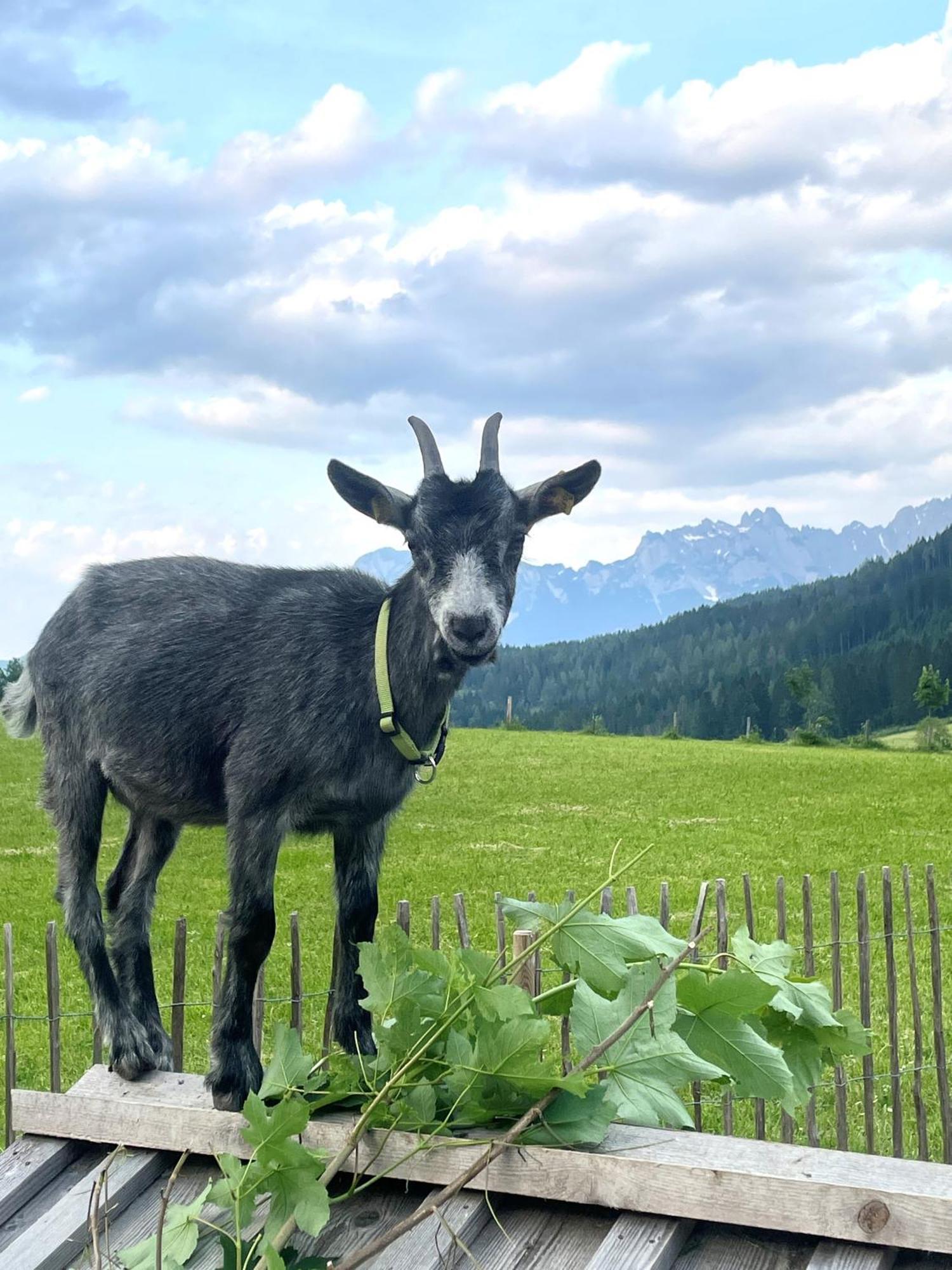 Apartmán Wimmhof Sankt Martin am Tennengebirge Exteriér fotografie